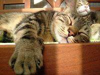Imagen Home